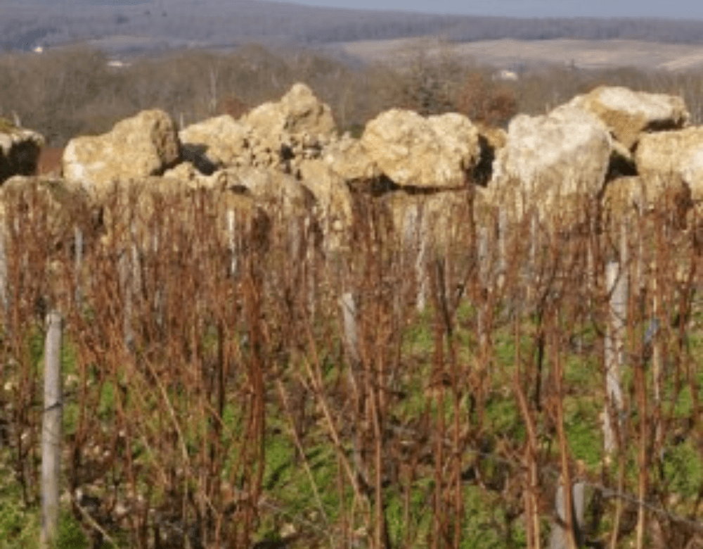 Domaine A. Caïlbourdin